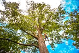 Best Stump Grinding and Removal  in Edcouch, TX