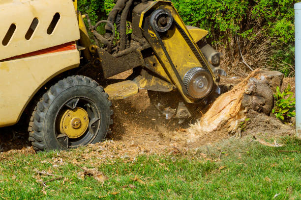Best Landscape Design and Installation  in Edcouch, TX