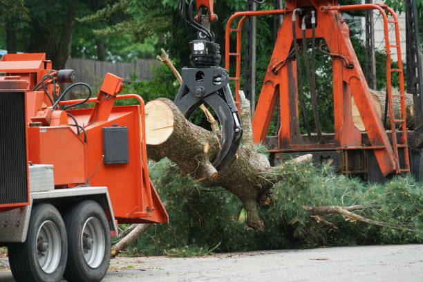 How Our Tree Care Process Works  in  Edcouch, TX